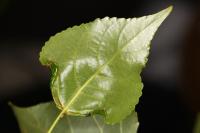 Phyllocnistis extrematrix