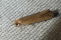 Bactra
