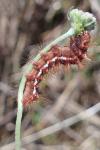 Acronicta rumicis