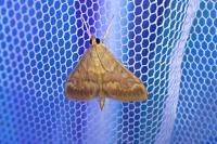 Ostrinia nubilalis/scapulalis