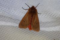 Phragmatobia fuliginosa