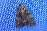 Acronicta rumicis