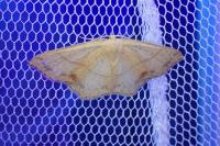 Cyclophora punctaria