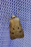 Agrotis exclamationis