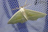 Campaea margaritaria