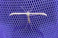 Emmelina monodactyla