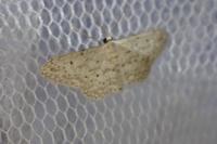 Idaea seriata
