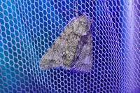 Acronicta megacephala