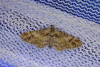 Gymnoscelis rufifasciata