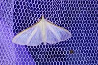 Palpita vitrealis