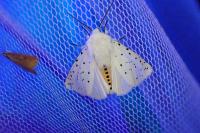 Spilosoma lubricipeda