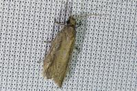Bactra
