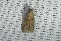 Ephestia elutella/woodiella