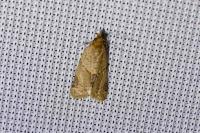 Clepsis peritana