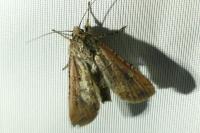 Peridroma saucia