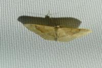 Idaea degeneraria