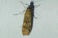 Nomophila noctuella