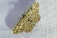 Peribatodes rhomboidaria