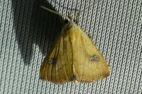 Rivula sericealis