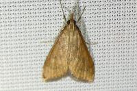 Udea ferrugalis