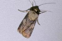 Agrotis puta