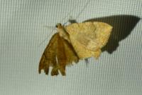 Camptogramma bilineata