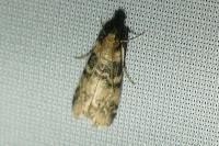 Euzophera pinguis