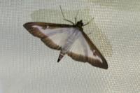 Cydalima perspectalis