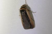 Ochropleura leucogaster