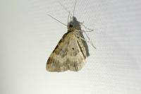 Epirrhoe alternata