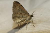 Xanthorhoe ferrugata/spadicearia