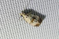 Cochylis hybridella