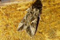 Autographa gamma
