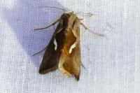 Macdunnoughia confusa