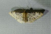 Idaea filicata
