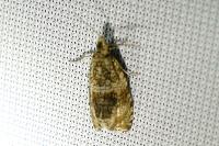 Celypha lacunana