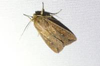 Mythimna unipuncta