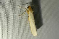 Eilema caniola