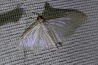 Palpita vitrealis