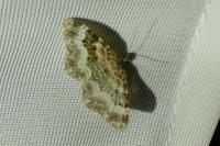 Epirrhoe alternata