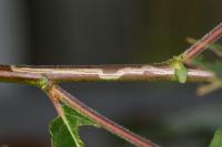 Phyllocnistis ramulicola
