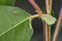 Phyllocnistis ramulicola