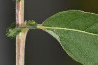Phyllocnistis ramulicola