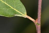 Phyllocnistis ramulicola
