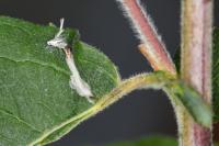 Phyllocnistis ramulicola