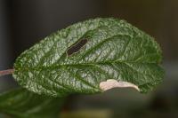 Parornix torquillella