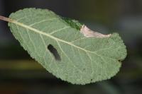 Parornix torquillella