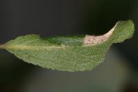 Parornix torquillella
