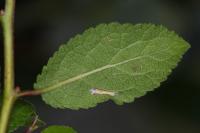 Parornix finitimella