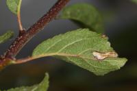 Parornix finitimella